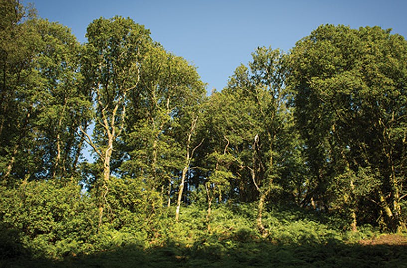 distillery glen trees